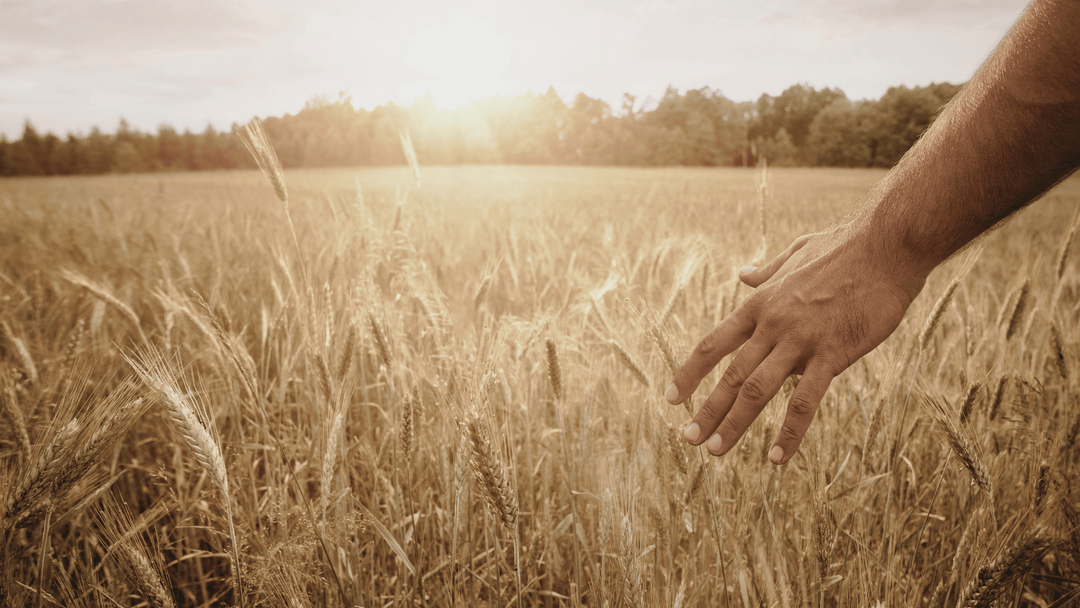 Charm fängt CO₂ aus Pflanzenabfällen auf, wandelt es in eine stabile, kohlenstoffreiche Flüssigkeit um und speichert es sicher tief unter der Erde - außerhalb der Reichweite von Waldbränden und Bodenerosion.