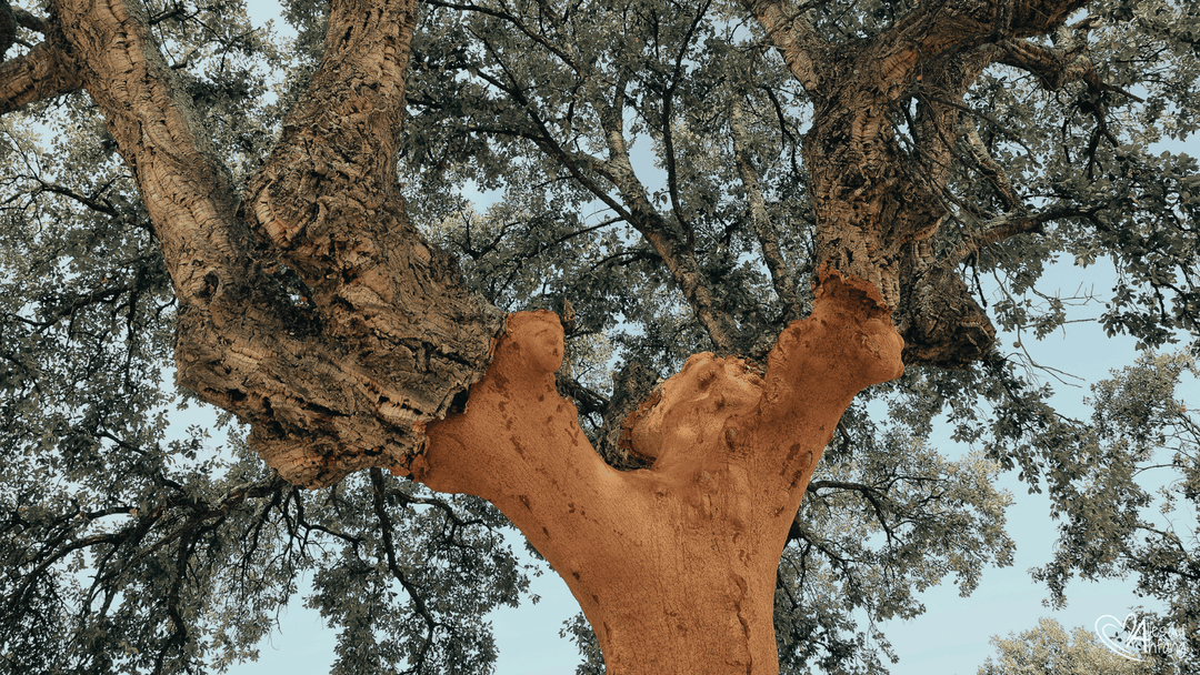 Korkbaum in Portugal, welcher zum Teil schon geschält wurde