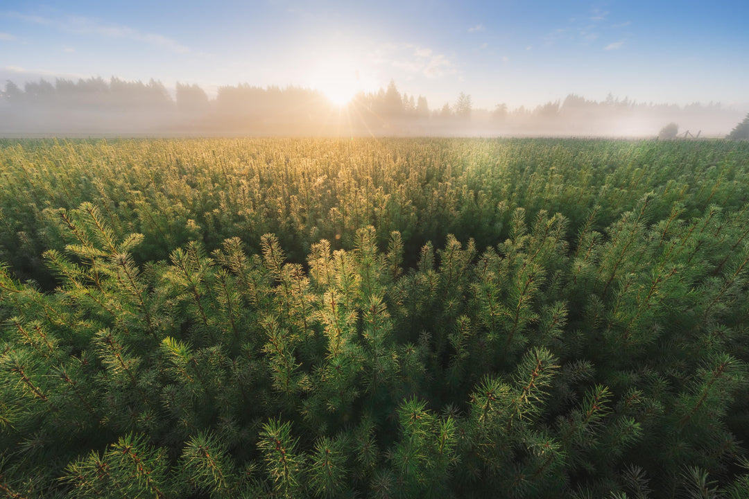 Mast Reforestation verwandelt u.a. unbrauchbares Holz aus von Waldbränden verwüsteter Wälder in eine dauerhafte Kohlenstoffsenke durch strategische Biomassebestattung und setzt gleichzeitig Investitionen in die restaurative Wiederaufforstung. Dies beschleunigt die Erholung der Wälder, entfernt Kohlenstoff und verringert das Risiko von Waldbränden.