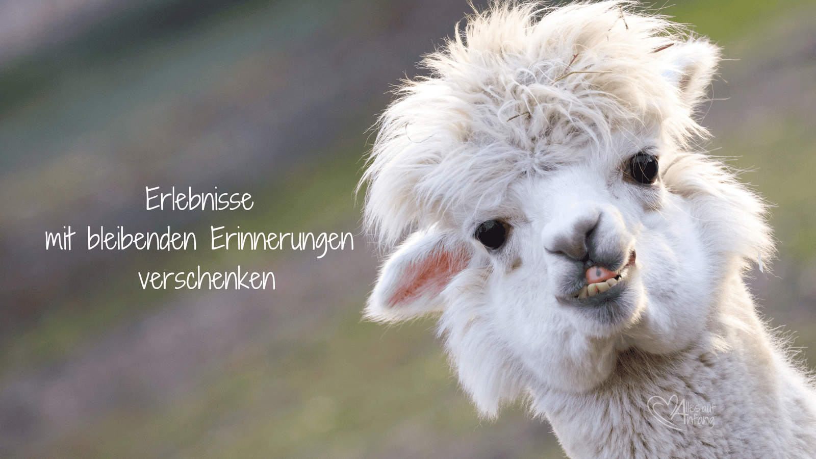 Geschenkideen für Menschen, die schon alles haben – Kreativ, persönlich & von Herzen - Alles auf Anfang