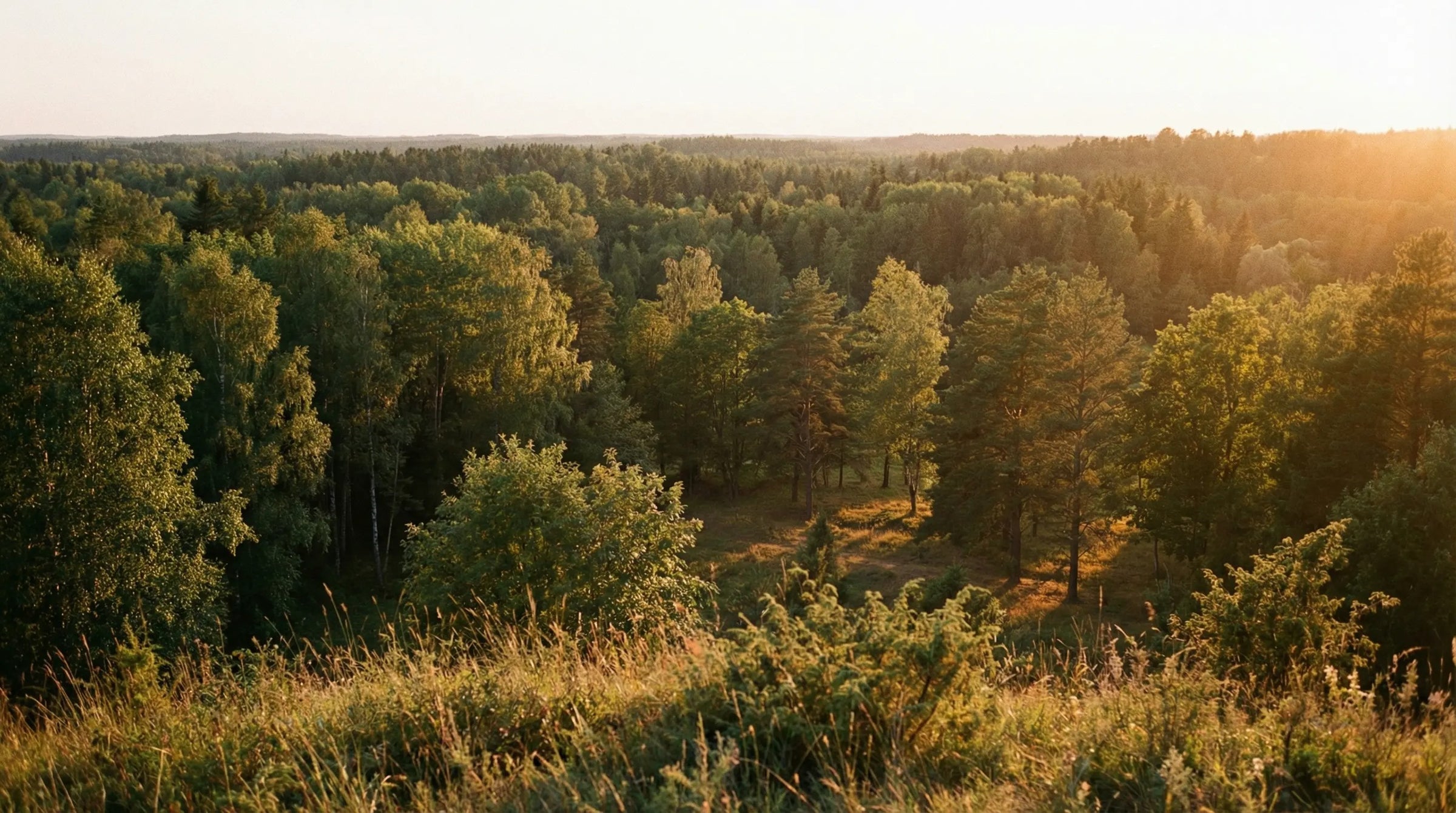 Blick auf Waldgebiet bei Sonnenuntergang - Nachhaltigkeit bei Alles auf Anfang, dem Onlineshop für achtsame Geschenke für Frauen in Bedburg, NRW